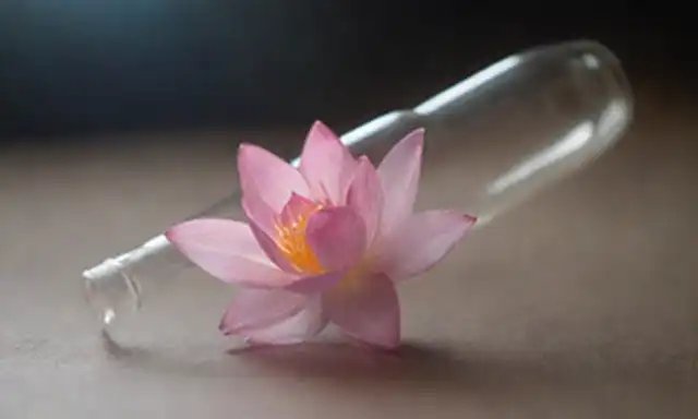 Pétalos delicados flotando en el aire medio