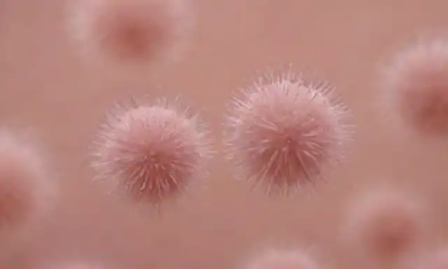 células microscópicas con agitación de cilia