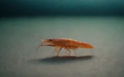 Un cuerpo tranquilo de agua