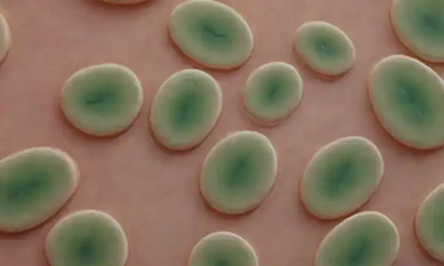 Células vegetales con pigmentos vibrantes, cloroplastos translúcidos, membranas intrincadas, mitocondria, vacuoles y organelas citoplasmáticas, en diversas etapas de desarrollo, iluminadas por luz suave, sobre un fondo blanco limpio