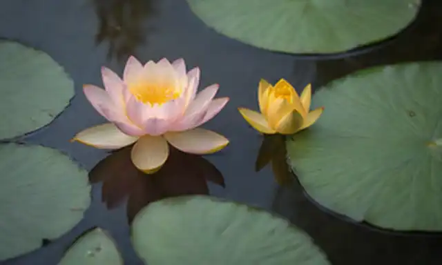 Una flor serena de loto que florece en un estanque, rodeada de suaves ondas y suave luz solar filtrando a través de hojas; dos serpientes entrelazadas enrolladas alrededor del centro, con ojos cerrados y labios curvados en una sonrisa pacífica; un sutil aura de luz amarilla naranja que irradia desde el centro de flores; patrones intrincados de script sánscrito o símbolos indios antiguos grabados sobre las piedras circundantes