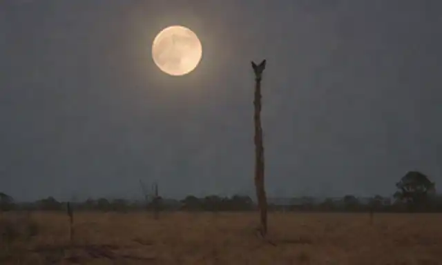 Un paisaje australiana oscuro y malicioso con árboles antiguos, una luna llena que se eleva en el fondo, un polo de totem o tallado de un animal indígena como canguro, serpiente o dingo, pinceladas sutiles, tonos de tierra mudos, iluminación atmosférica