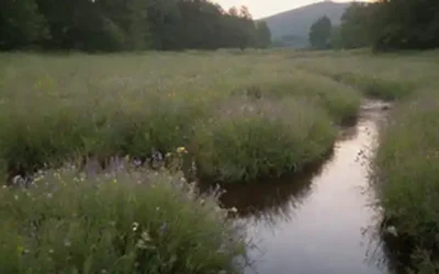 Un paisaje tranquilo y sereno con una suave corriente que atraviesa