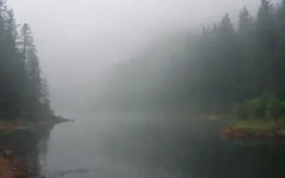 Un bosque sereno