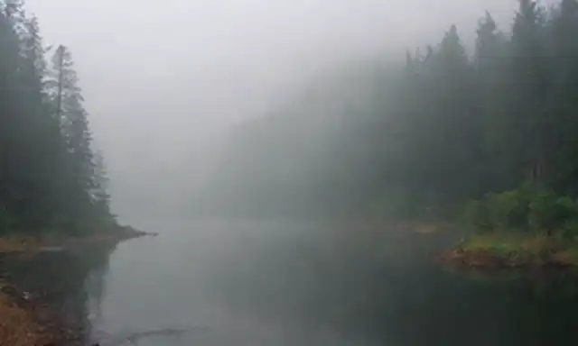 Un bosque sereno