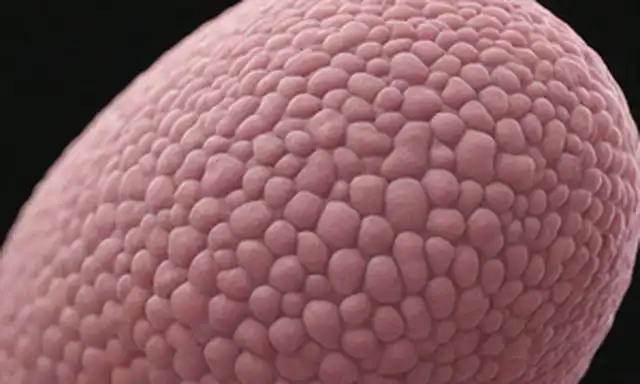ilustración 3D de estructuras biológicas, detalles intrincados de células, tejidos y órganos, organismos diversos, vistas microscópicas, partes del cuerpo humano, sistemas anatómicos, ilustraciones botánicas, diagramas científicos, colores sutiles, sombra, textura y patrones