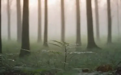 Un paisaje sereno en el amanecer