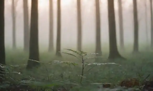 Un paisaje sereno en el amanecer