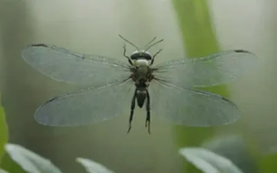 Un delicado insecto iridiscente con alas gossamer