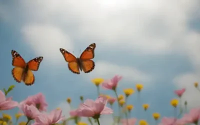 Mantecas delicadas en varios tonos