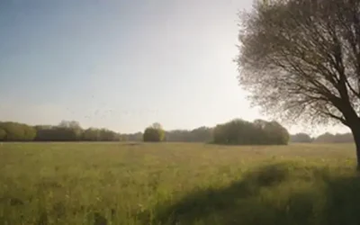 Un cielo soleado con pájaros volando en formación